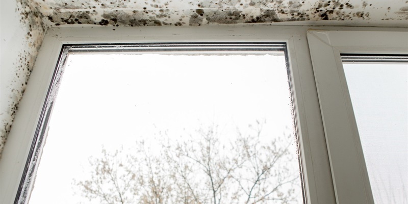 Schimmel Rond Ramen En Kozijnen Oorzaken En Oplossingen