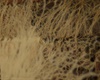Witte schimmel in huis? Wat is dat en hoe oplossen?